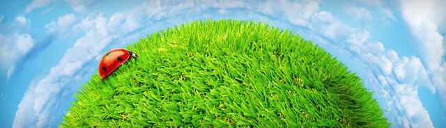 Műtű, holland pázsit