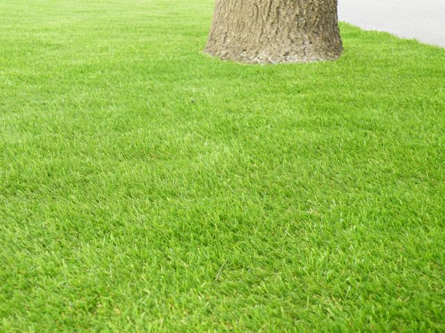 Műtű, holland pázsit nem kell öntözni