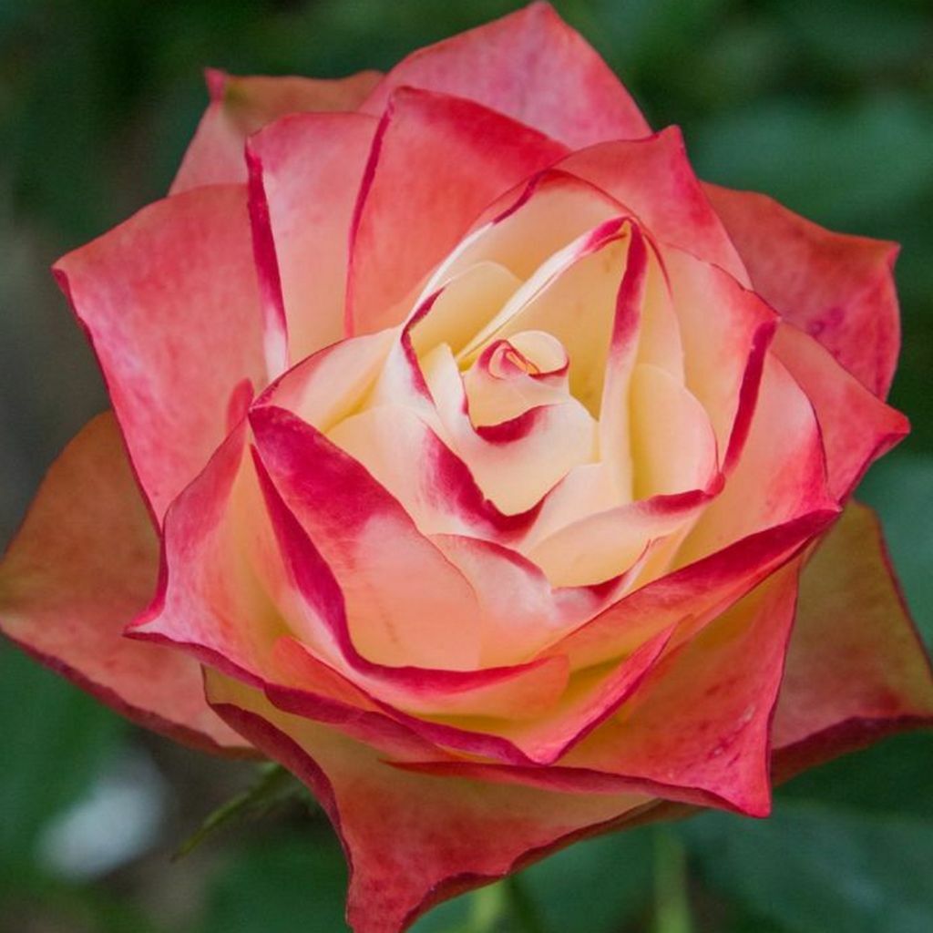 Origami rózsa