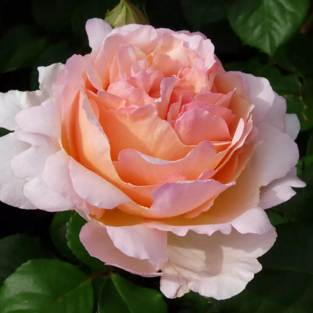 Rózsaszín rózsa webshopból