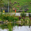 Deep Forest parképítés Deep Forest parképítés